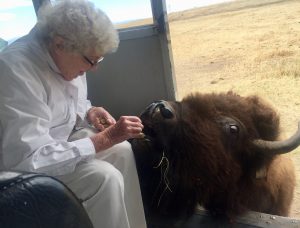 MacKenzie Place Fort Collins Resident Feeds Bison
