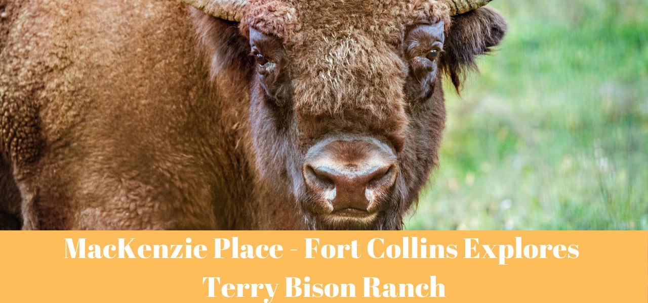 Mackenzie Place Fort Collins Terry Bison Ranch