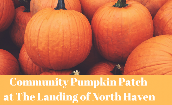 landing-of-north-haven-community-pumpkin-patch