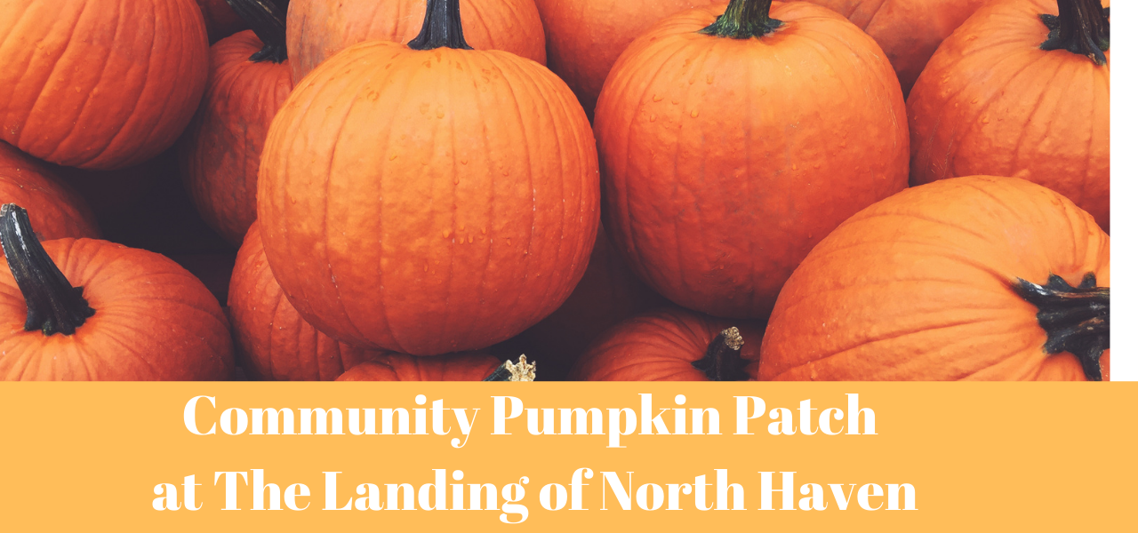 landing-of-north-haven-community-pumpkin-patch