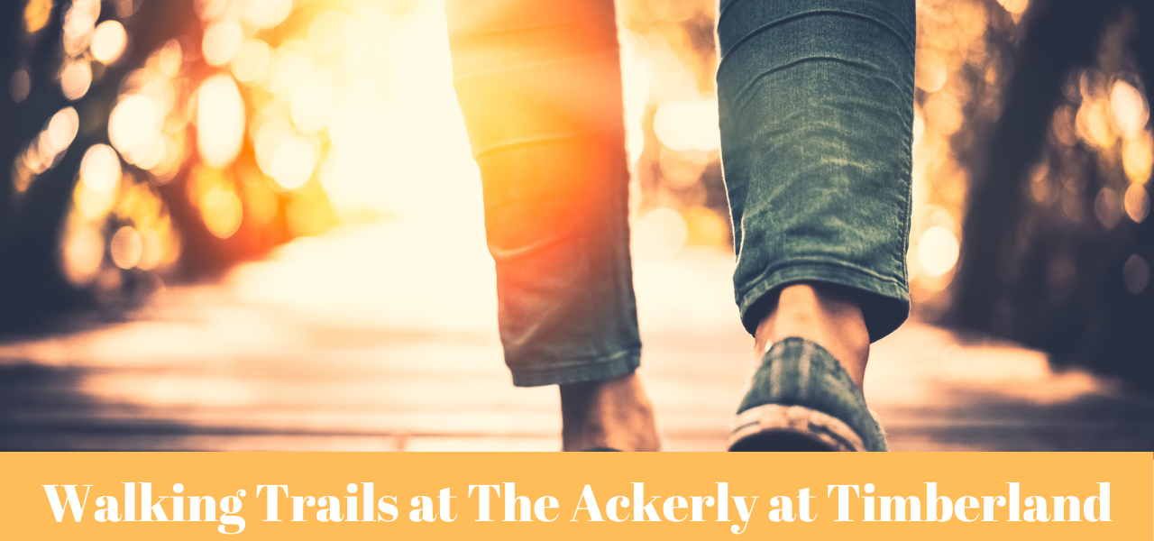 ackerly-timberland-walking-trails